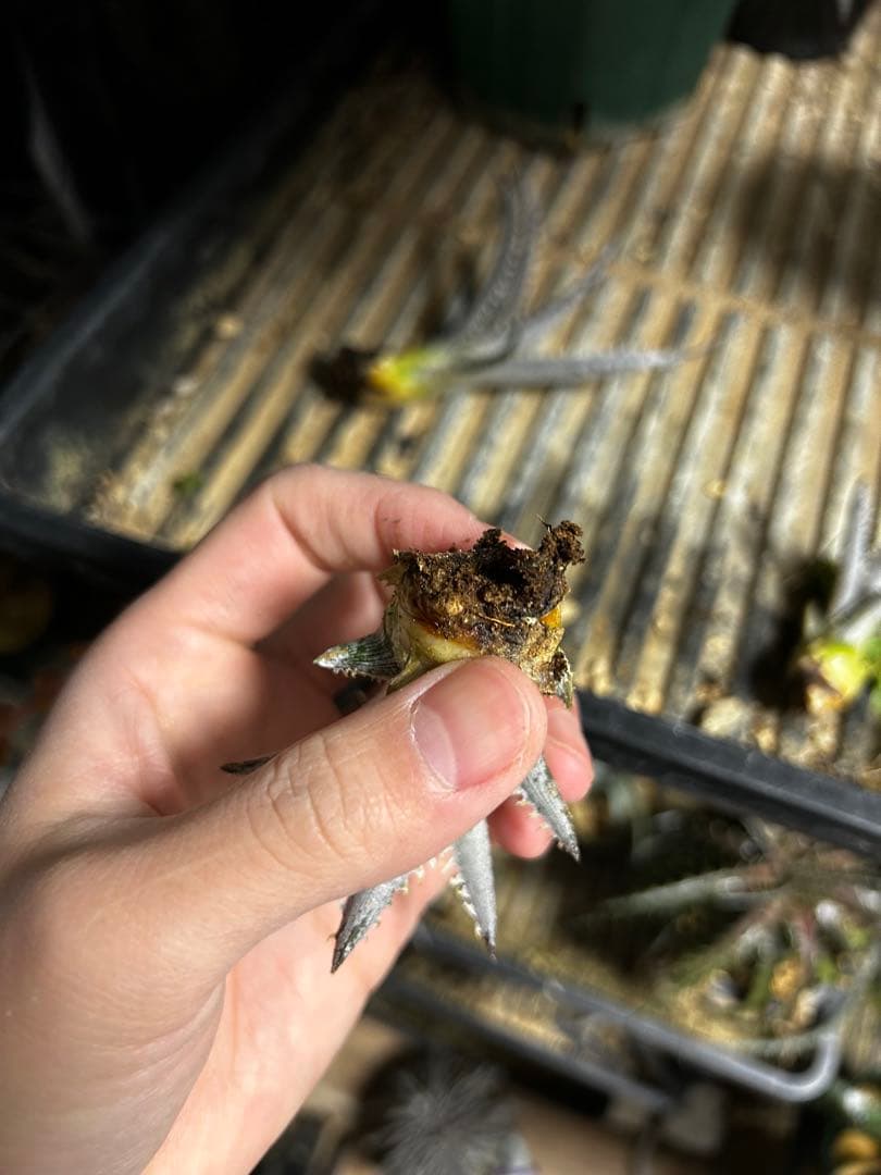 Dyckia Smilodon amazonico hybrid - メルカリ