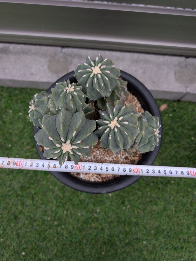 フェロカクタス棘無王冠竜モンスト 激レア 希少 サボテン 綴化 - メルカリ