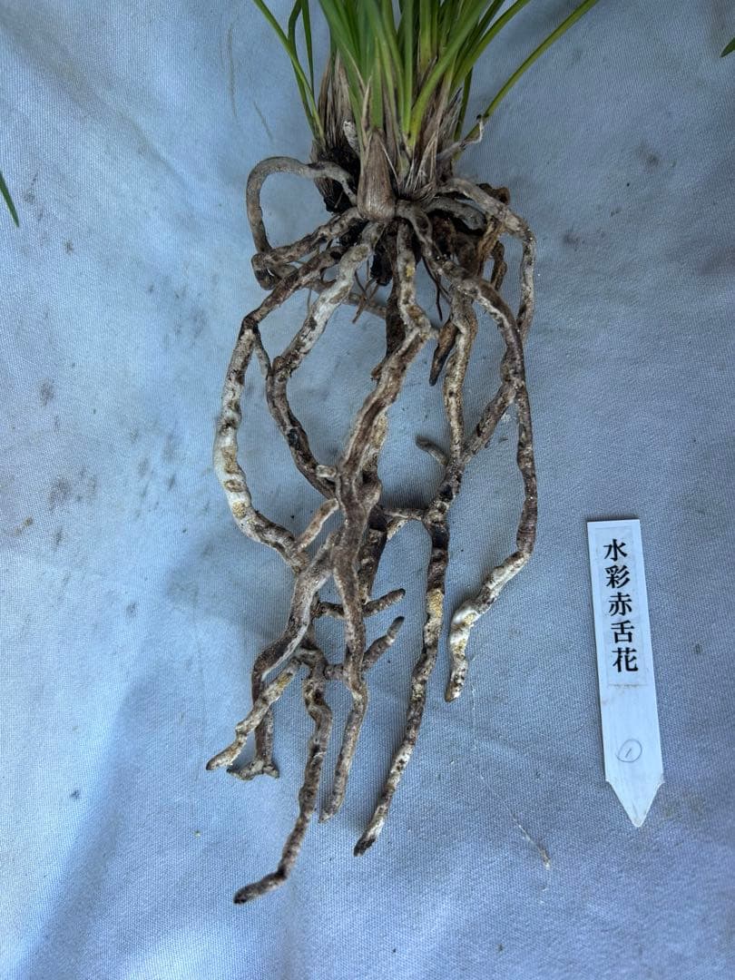 日本春蘭☆水彩赤舌花☆希少☆10本 - メルカリ