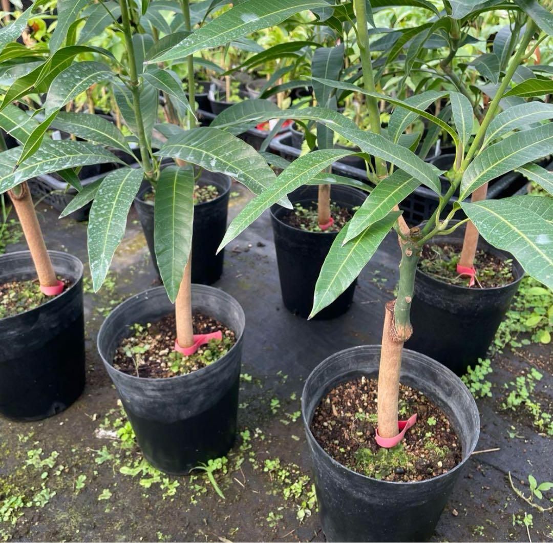 マンゴー苗　6号サイズ　接木苗　品種の中からお選び下さい