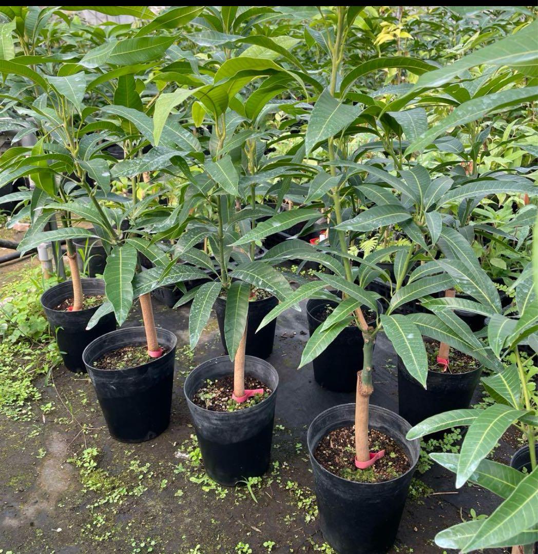 マンゴー苗　6号サイズ　接木苗　品種の中からお選び下さい