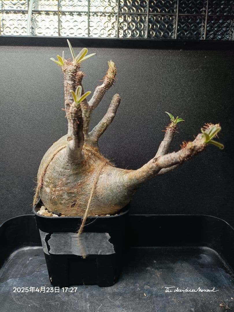 【期間限定販売】パキポディウム　グラキリス　現地球　良型　トナカイ型