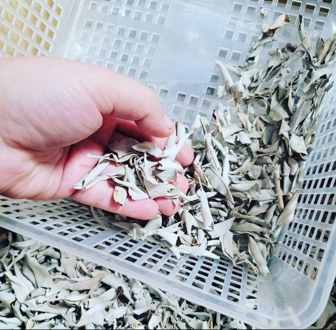 激安価格☆無農薬アウトレットホワイトセージリーフ1KGお香浄化業務用価額お得