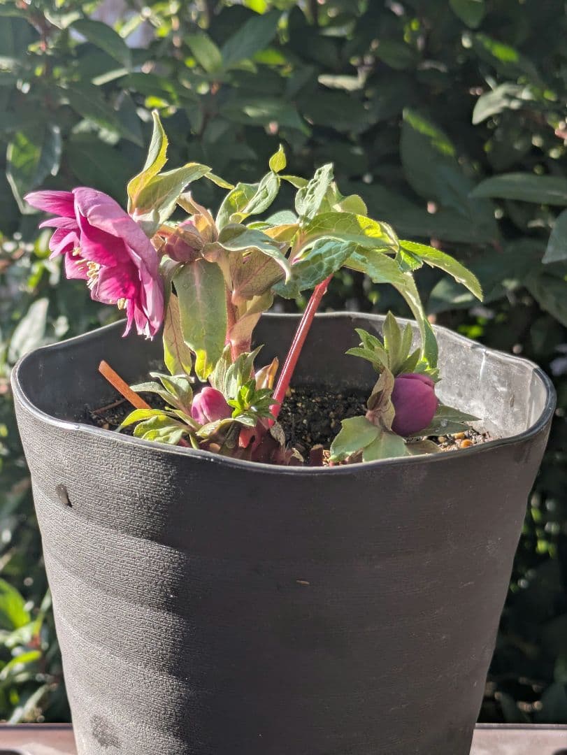 広瀬園芸】クリスマスローズ ソレイユ系dd 整形花 ソレイユ系 多弁 小