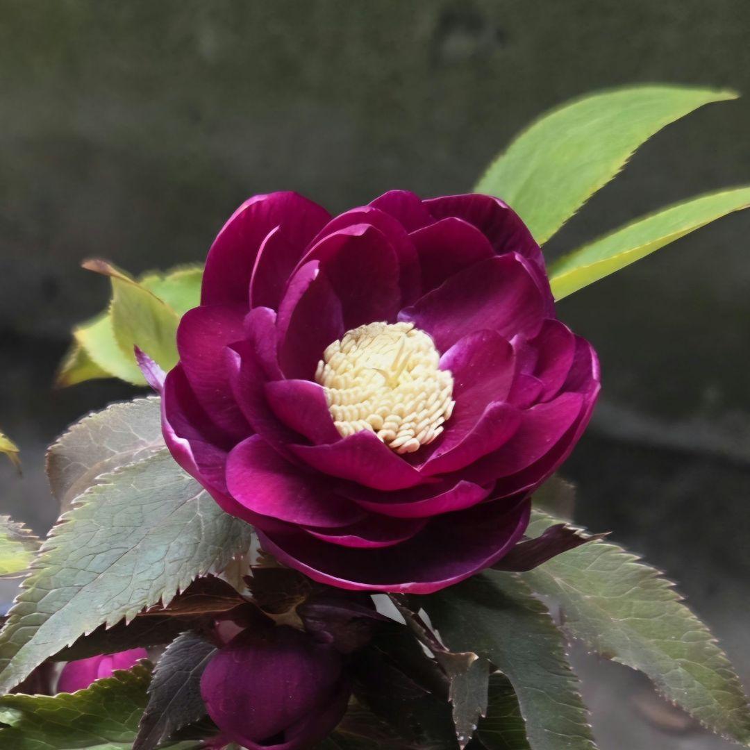 SALE　クリスマスローズ 広瀬園芸 オーレアレッド ダブル 開花株