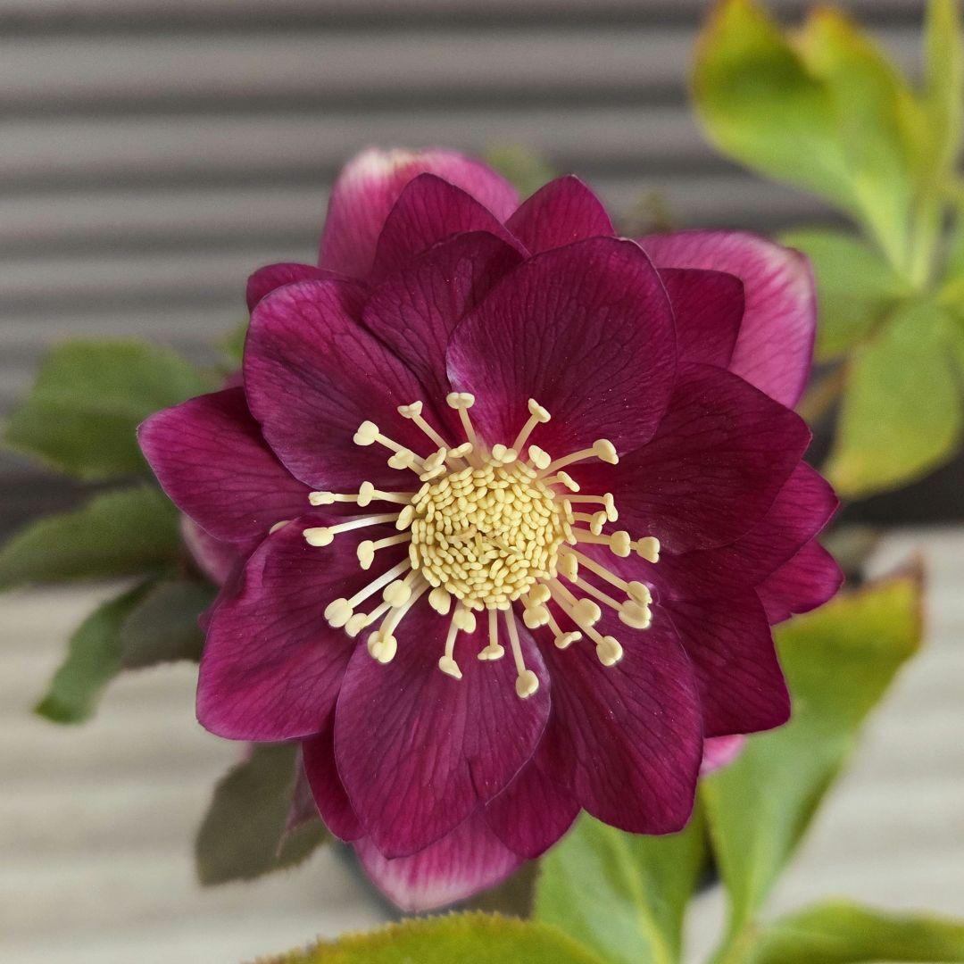 SALE　クリスマスローズ 広瀬園芸 オーレアレッド ダブル 開花株