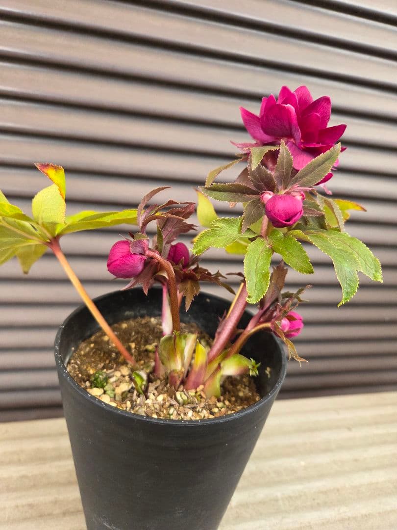 SALE　クリスマスローズ 広瀬園芸 オーレアレッド ダブル 開花株