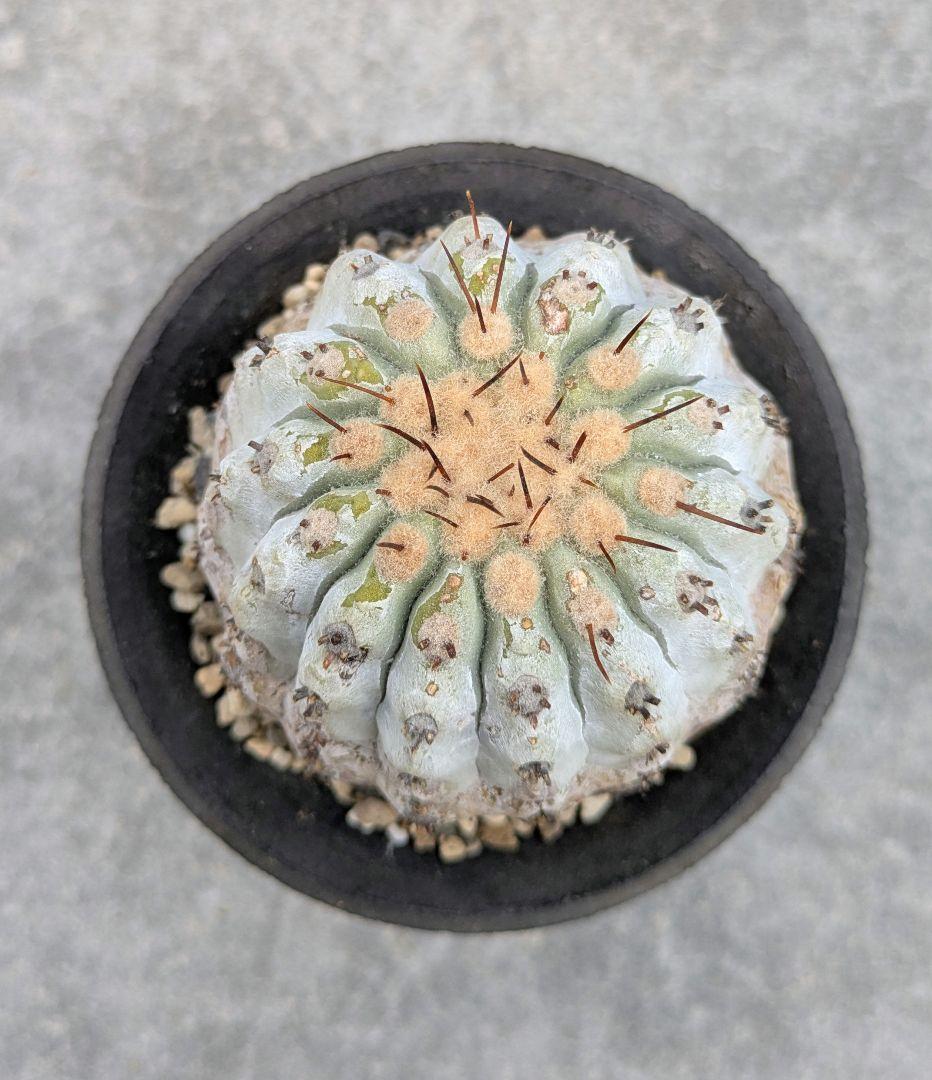 専用！ひまいつ様