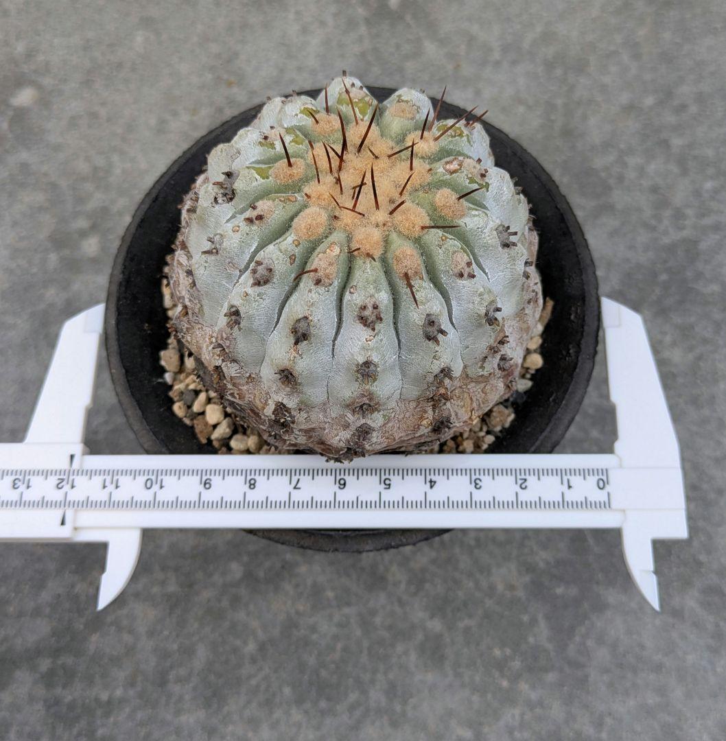 専用！ひまいつ様