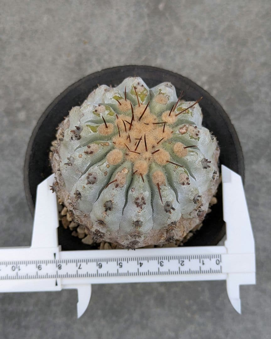 専用！ひまいつ様