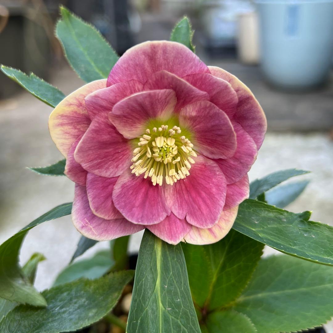 白抜けベインくすみバイカラーdd クリスマスローズ 苗 - メルカリ