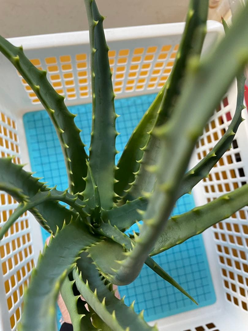 キダチアロエ 30㎝超 発根済みカット苗 多肉植物