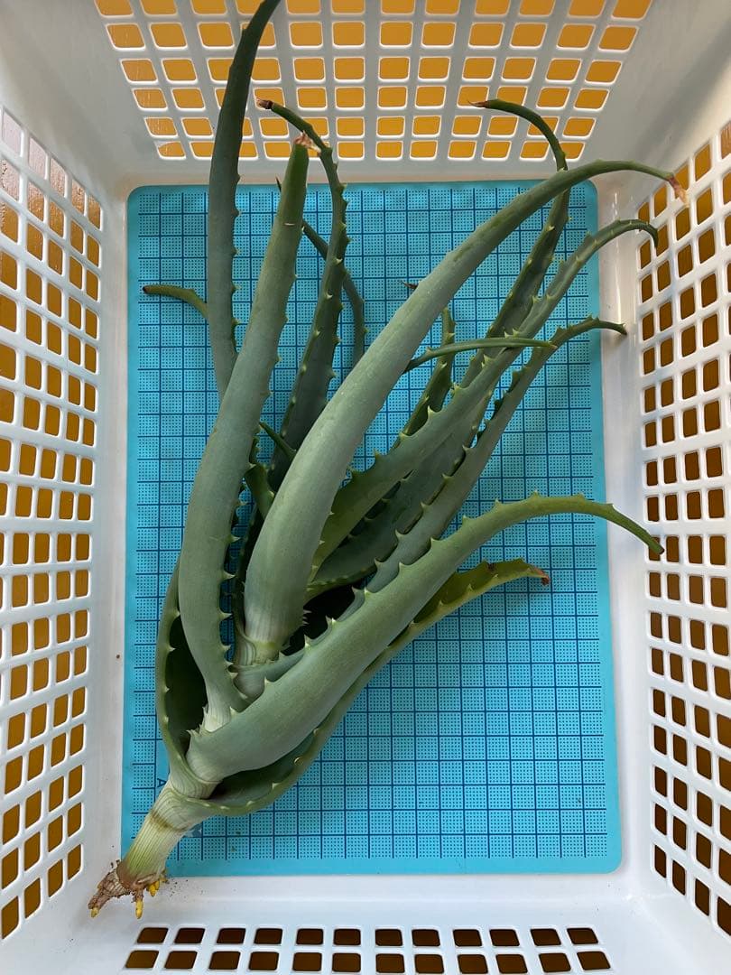 キダチアロエ 30㎝超 発根済みカット苗 多肉植物