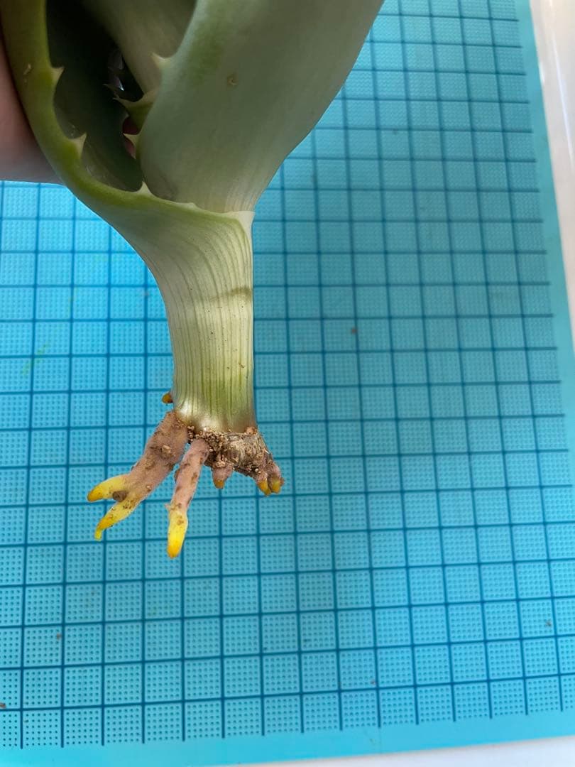 キダチアロエ 30㎝超 発根済みカット苗 多肉植物