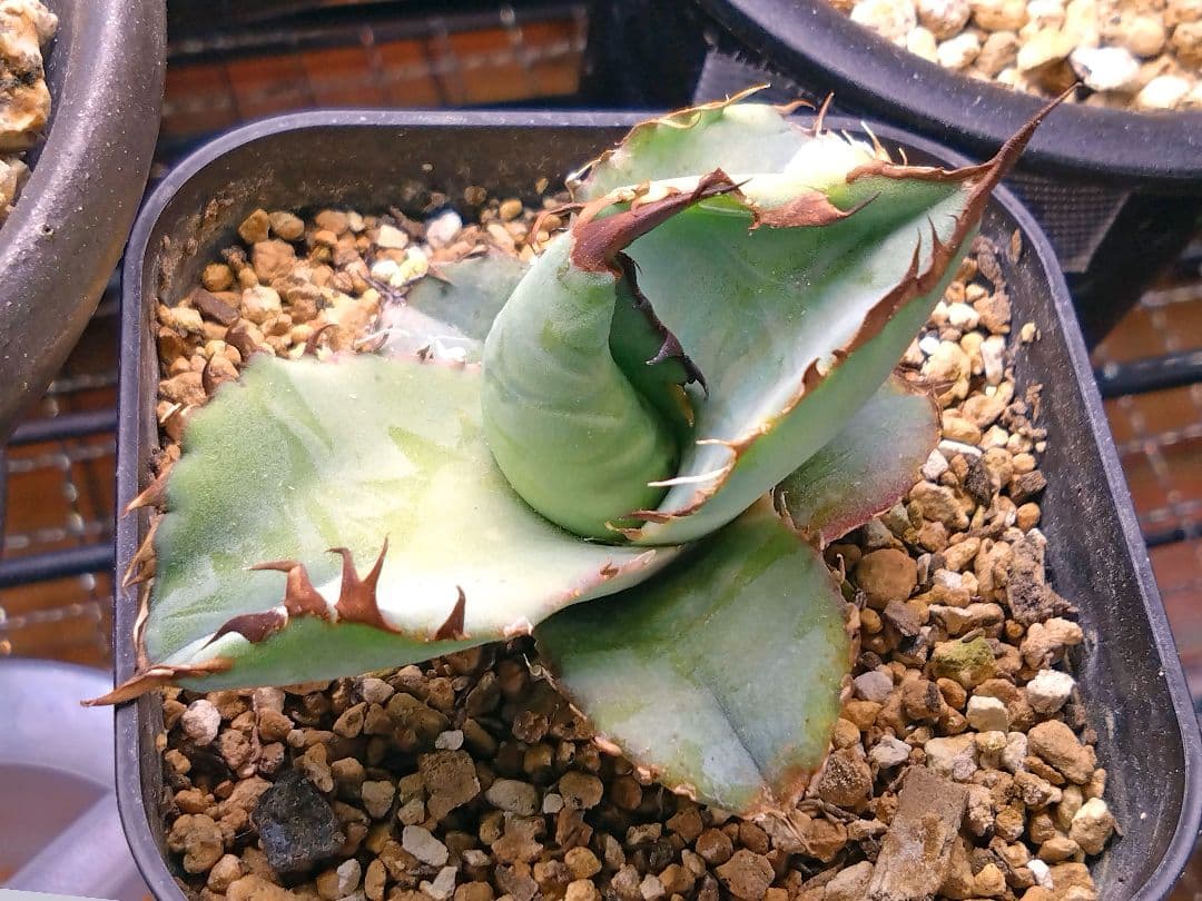 ビースト★野獣★BEAST★カクタスグリーン産★CACTUS GREEN産★良型