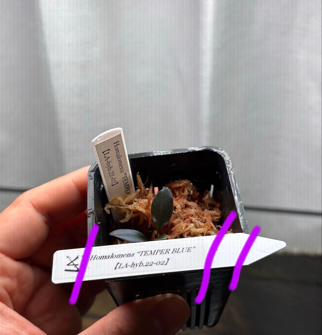 Homalomena \"TEMPERBLUE\" LA便