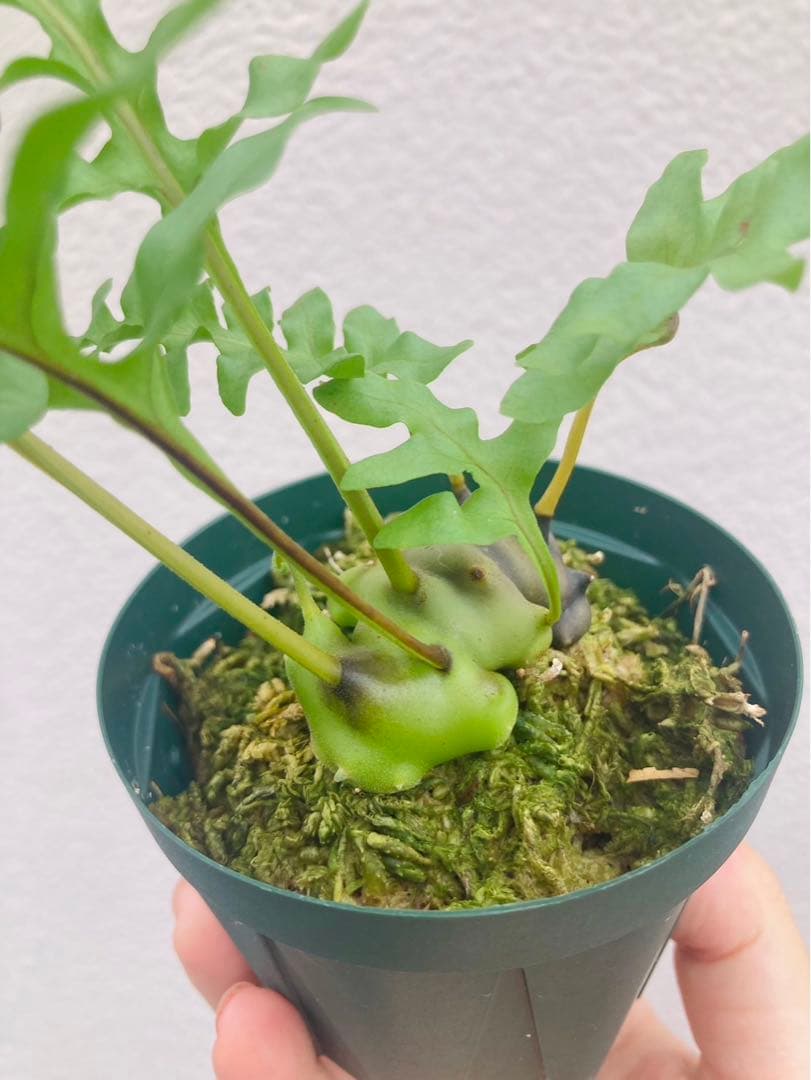 美麗発色】レカノプテリス イエローチップ - メルカリ