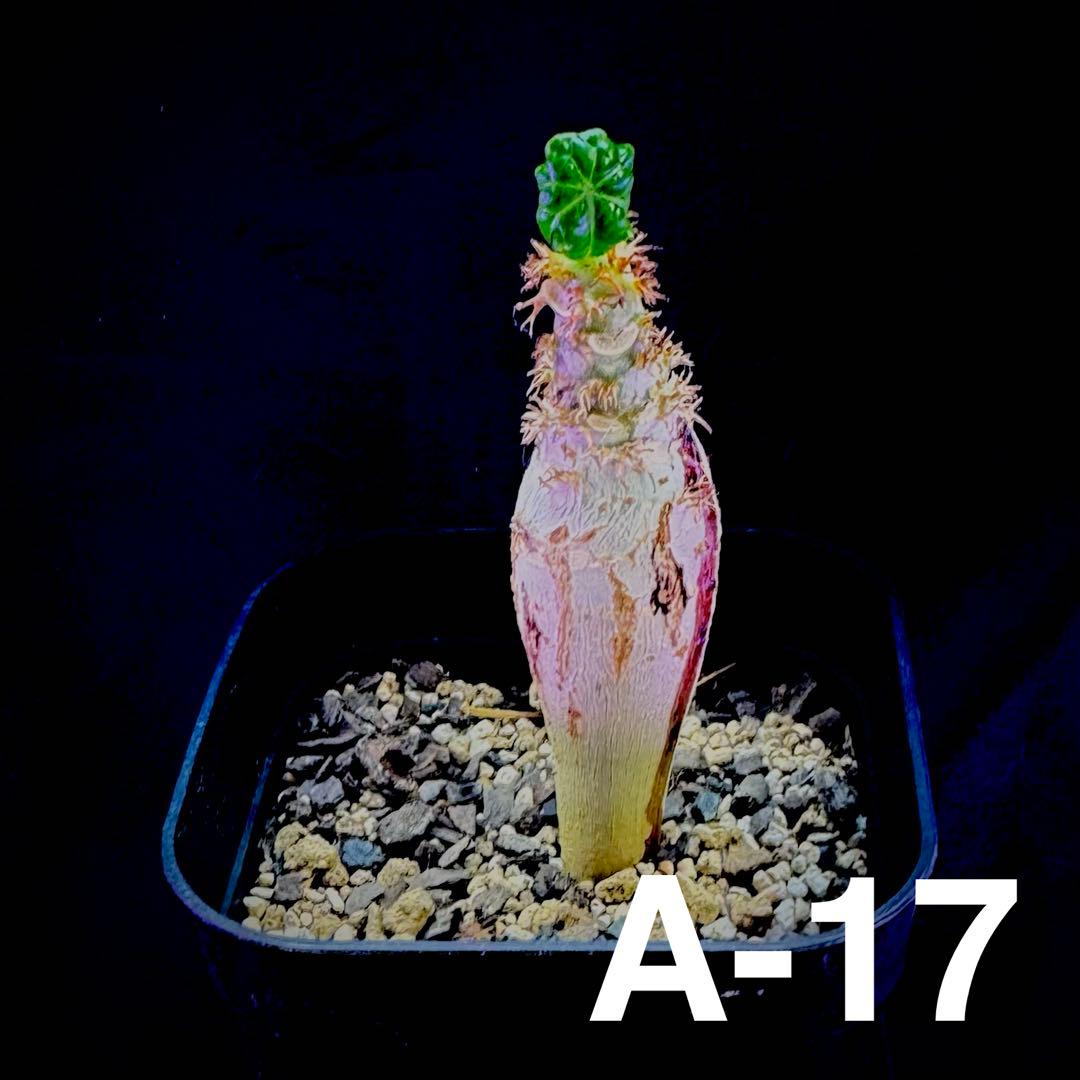 /様 塊根植物他 実生苗 1/3