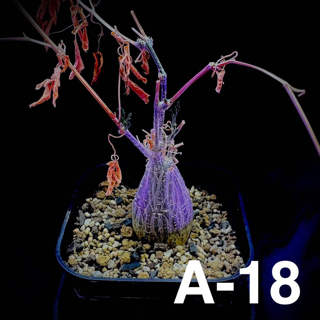 /様 塊根植物他 実生苗 1/3