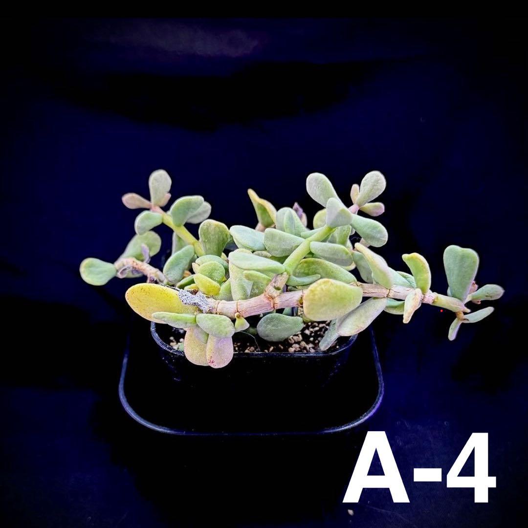 /様 塊根植物他 実生苗 1/3