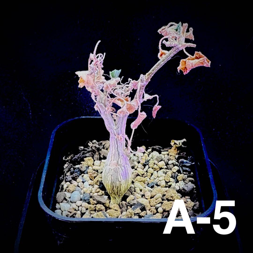 /様 塊根植物他 実生苗 1/3