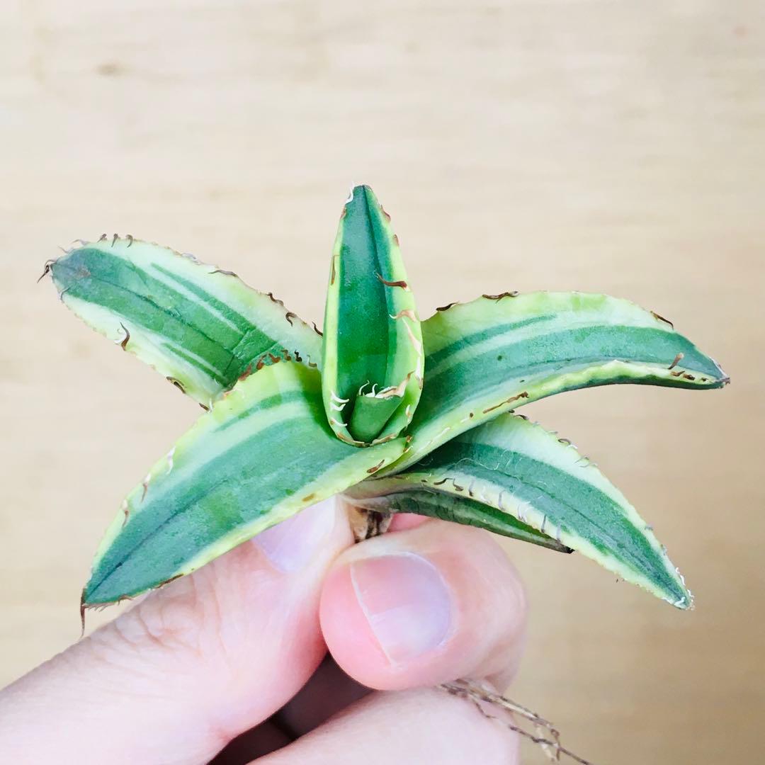 【稀少】1-30 オーレアヘイロー 永久黄覆輪斑 TC株 アガベ チタノタ錦