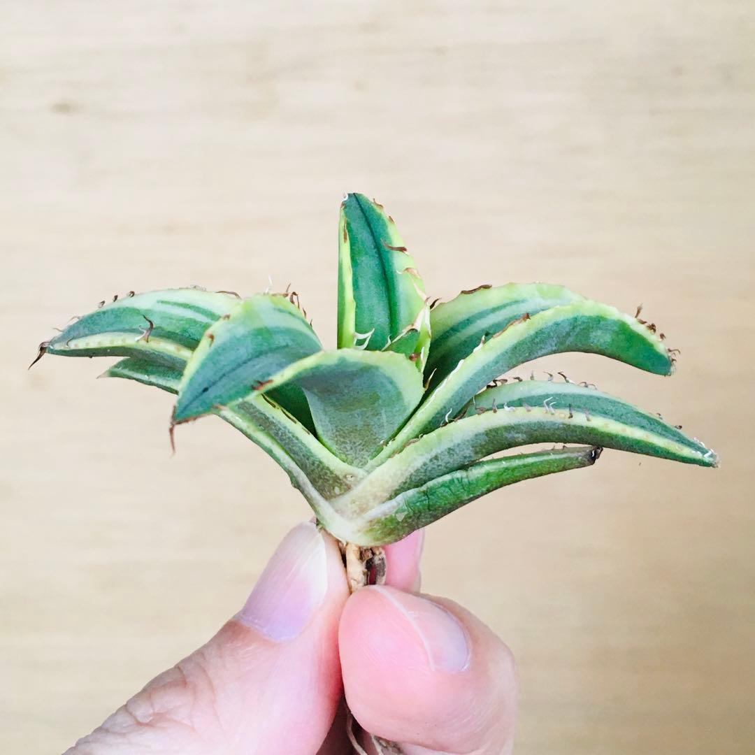 【稀少】1-30 オーレアヘイロー 永久黄覆輪斑 TC株 アガベ チタノタ錦