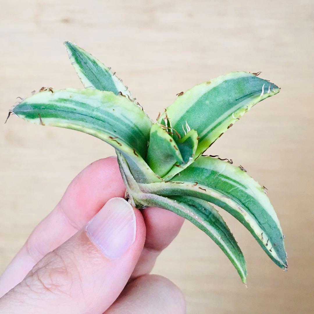 【稀少】1-30 オーレアヘイロー 永久黄覆輪斑 TC株 アガベ チタノタ錦