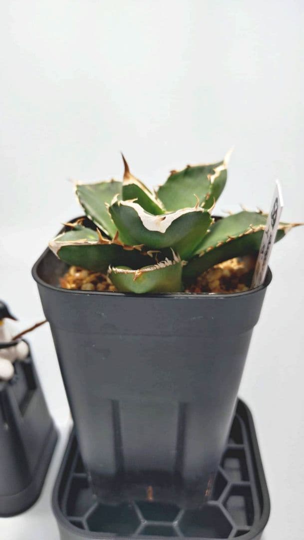 トゲ丸さま専用】【訳あり】アガベ 雲雀 中国大白鯊 - メルカリ