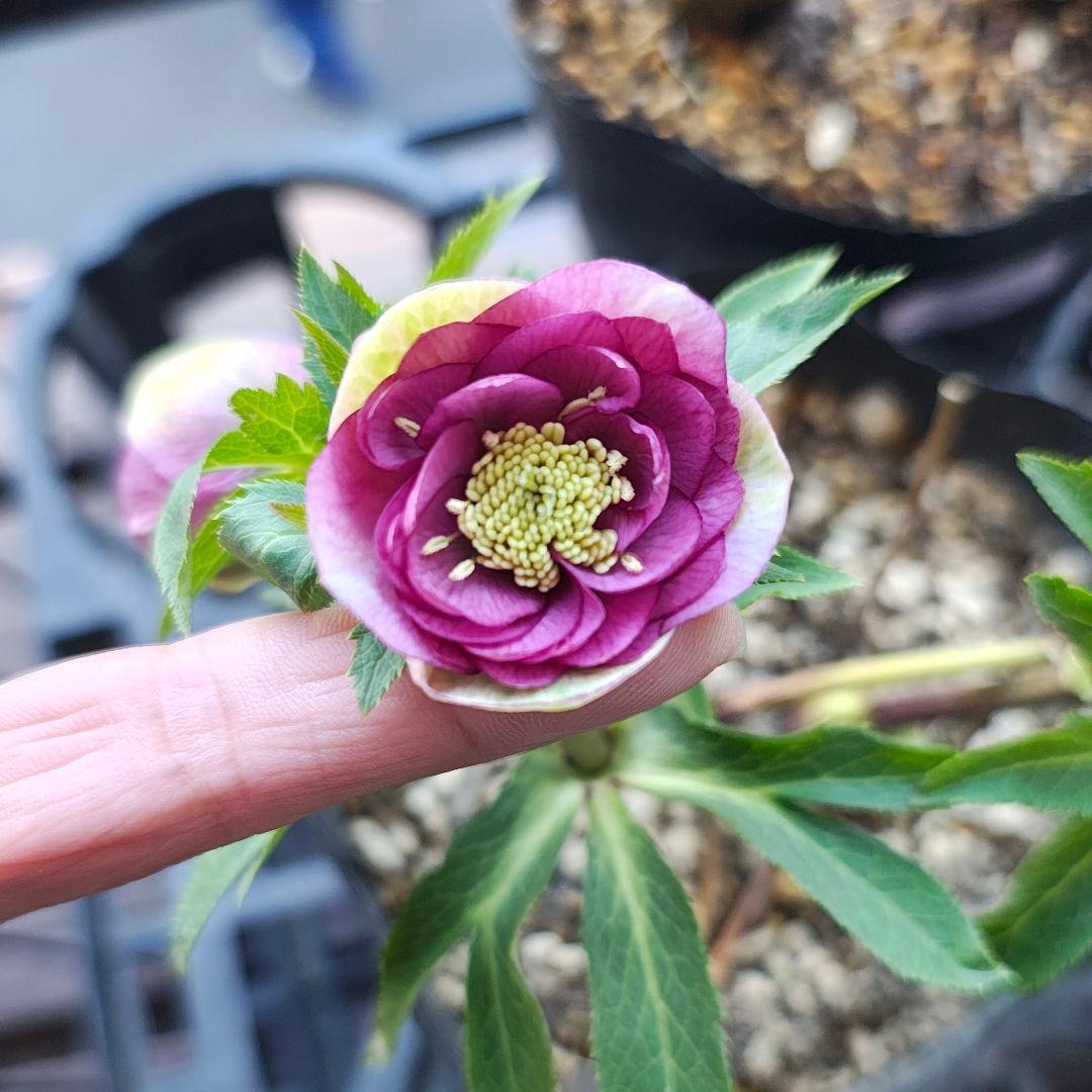 2607小輪系ソフトカップ咲き 多弁dd ローズピンク バイカラー