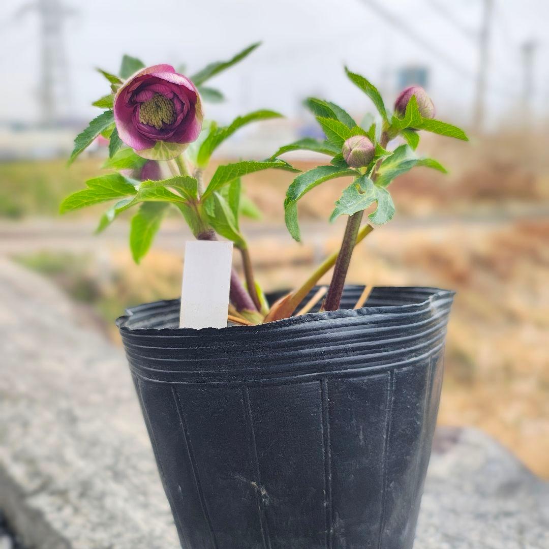 2607小輪系ソフトカップ咲き 多弁dd ローズピンク バイカラー