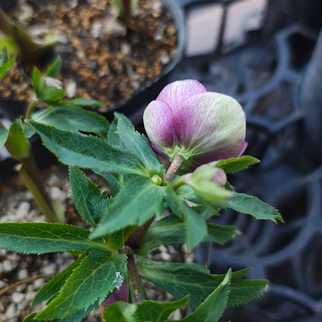 2607小輪系ソフトカップ咲き 多弁dd ローズピンク バイカラー