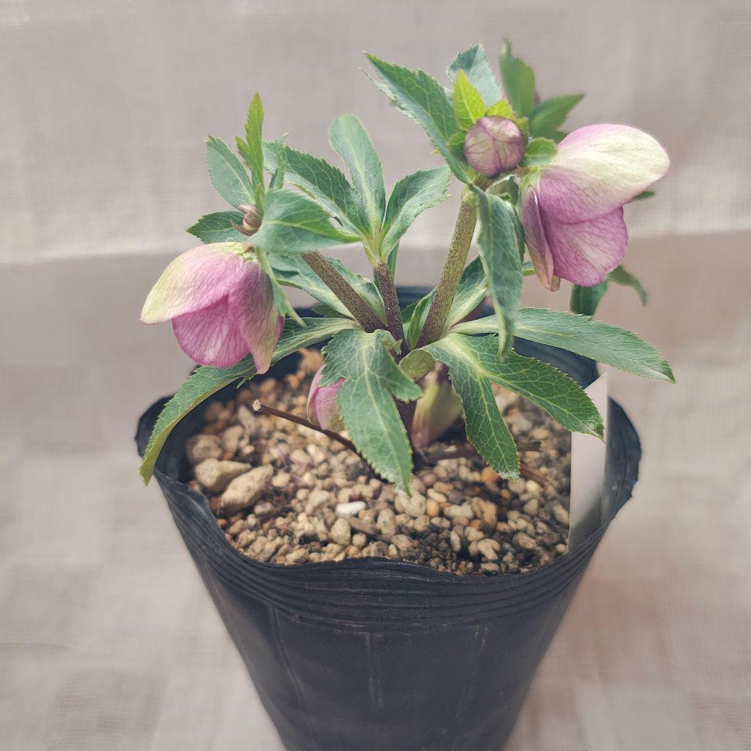 2607小輪系ソフトカップ咲き 多弁dd ローズピンク バイカラー