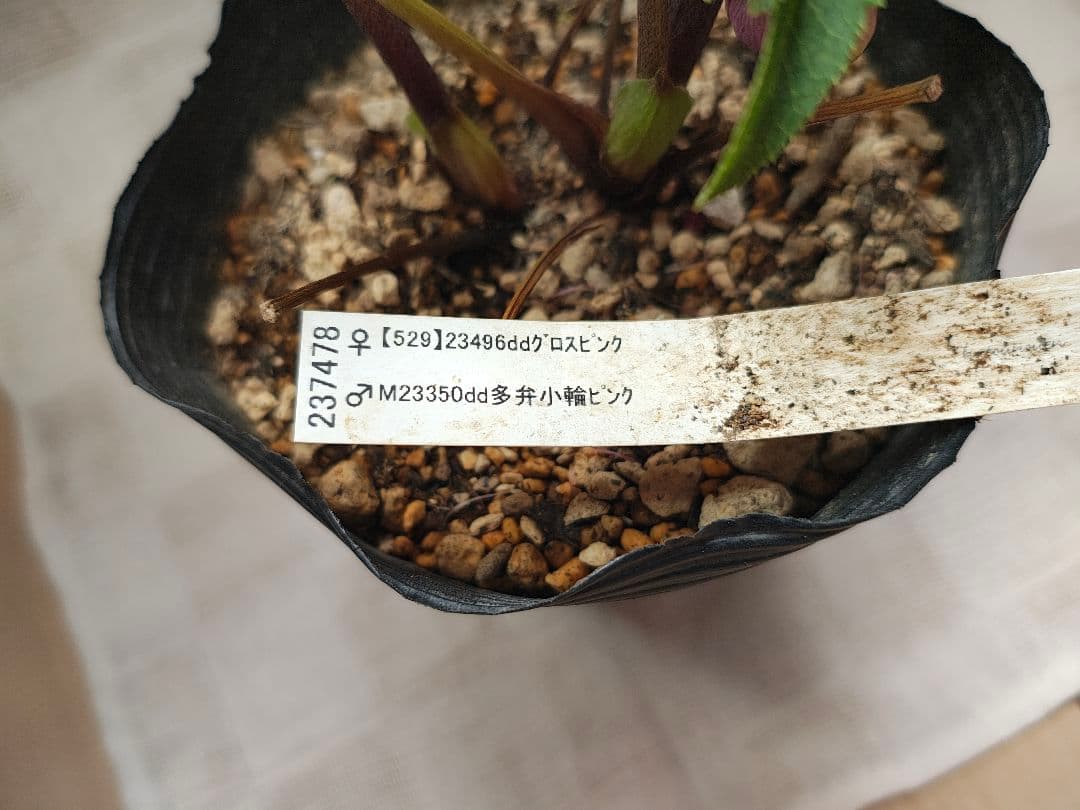 2607小輪系ソフトカップ咲き 多弁dd ローズピンク バイカラー