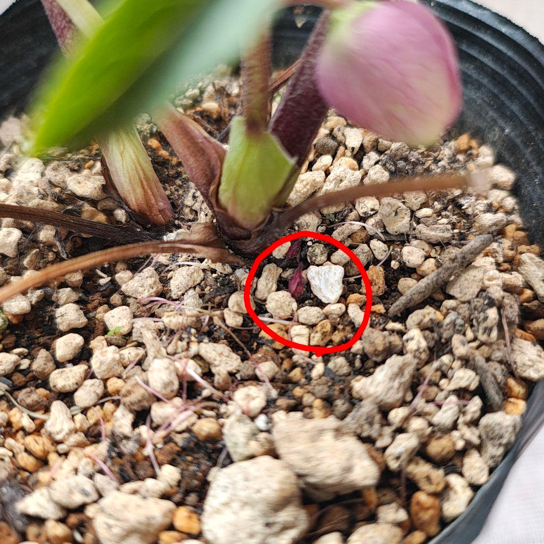 2607小輪系ソフトカップ咲き 多弁dd ローズピンク バイカラー