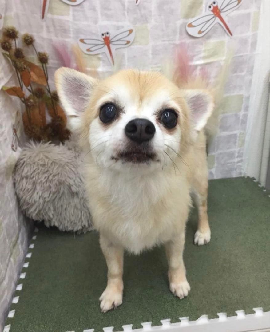 羊毛フェルト　チワワ　サマーカット