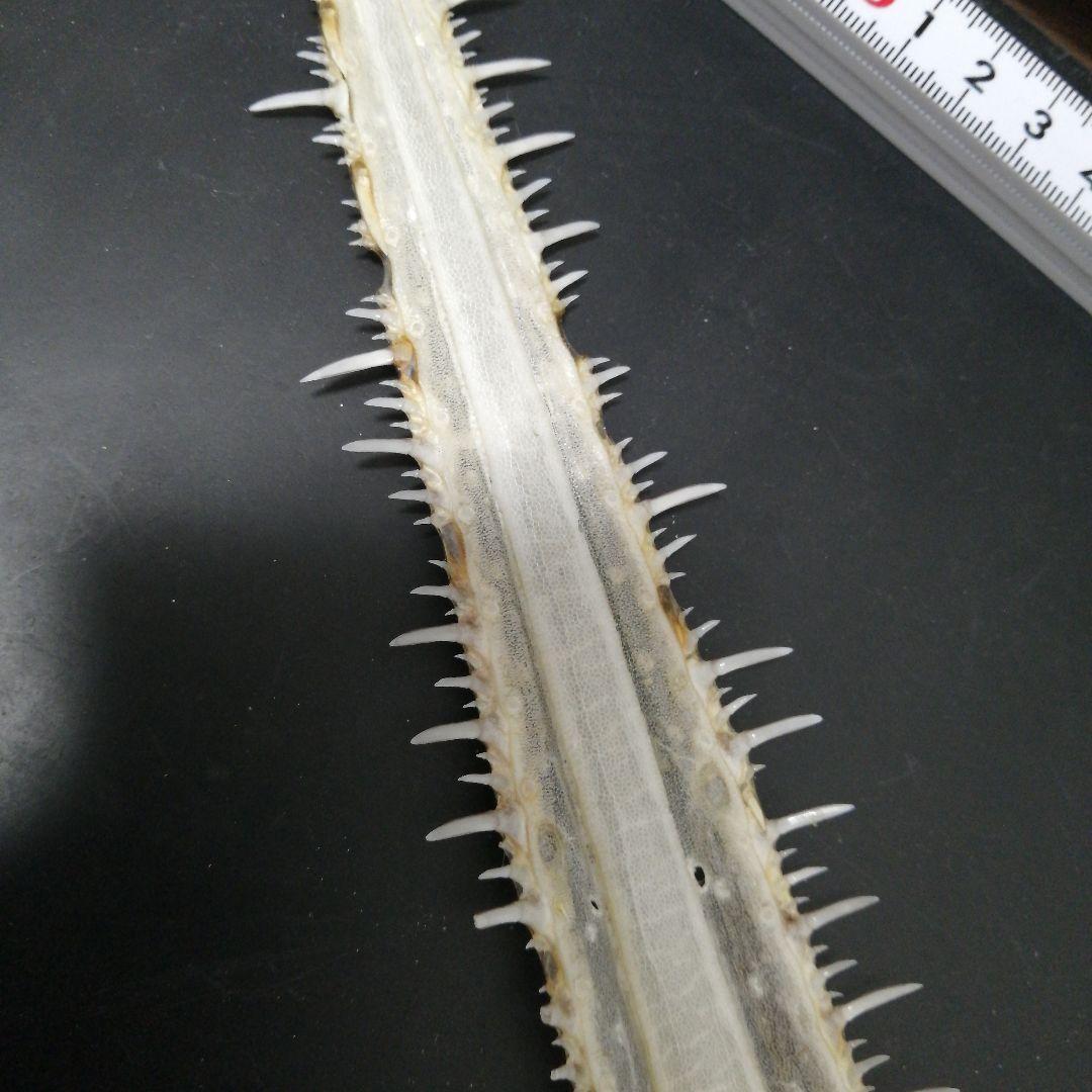 ノコギリザメ 吻棘 顎 標本 A3 - メルカリ