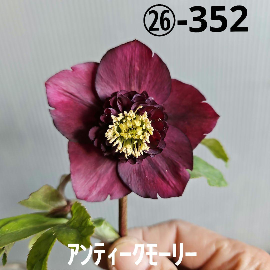 ✿㉖-352クリスマスローズ