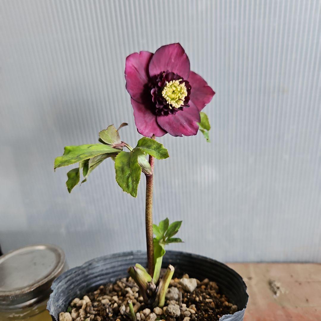 ✿㉖-352クリスマスローズ