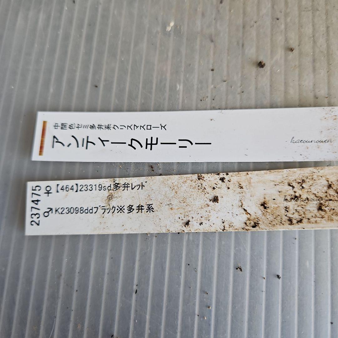 ✿㉖-352クリスマスローズ