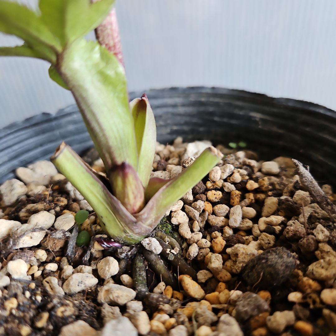 ✿㉖-352クリスマスローズ