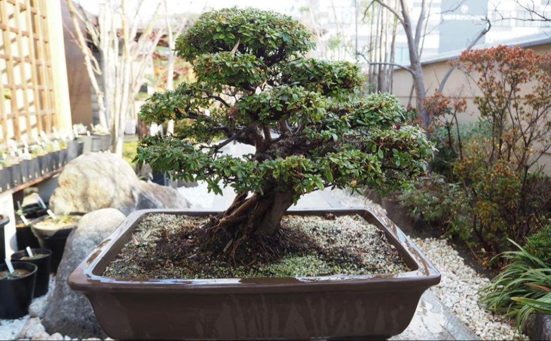 入手困難　盆栽皐月　樹齢60年
