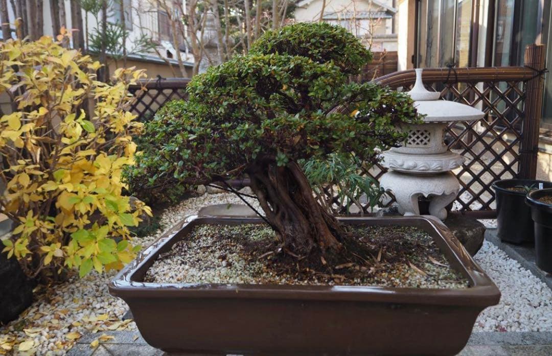 入手困難　盆栽皐月　樹齢60年