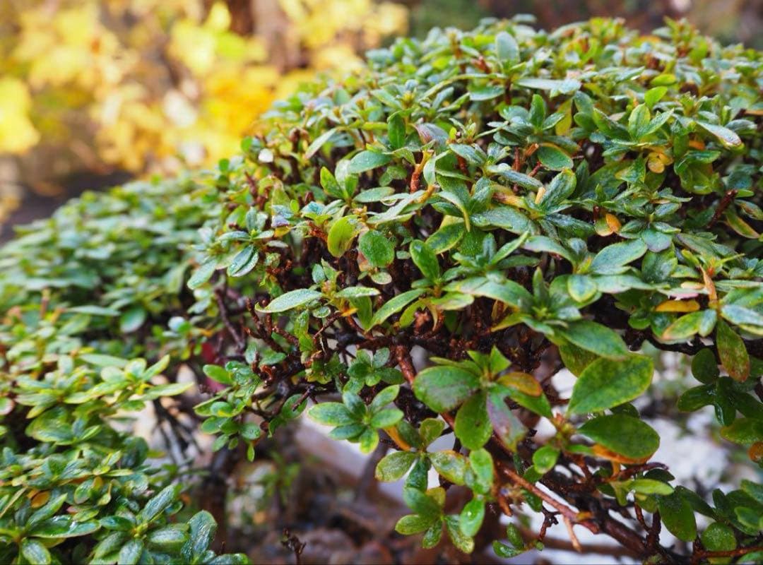 入手困難　盆栽皐月　樹齢60年