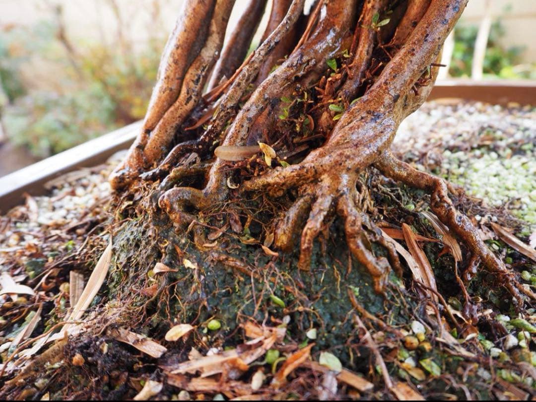 入手困難　盆栽皐月　樹齢60年