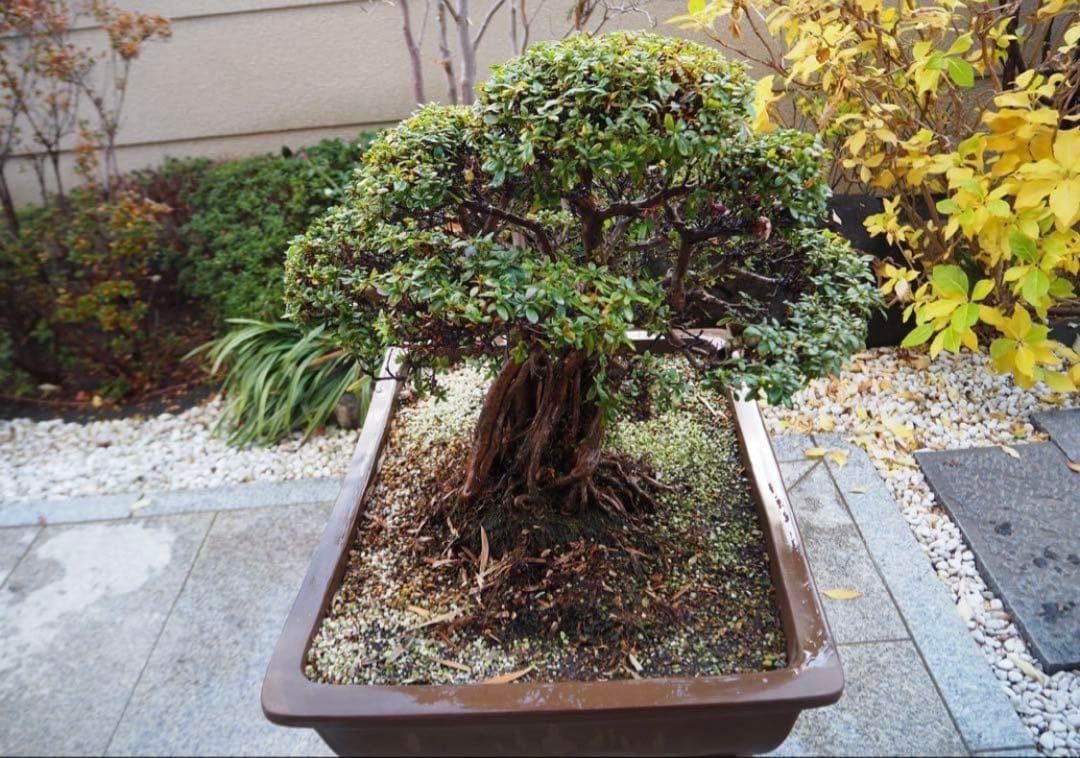 入手困難　盆栽皐月　樹齢60年