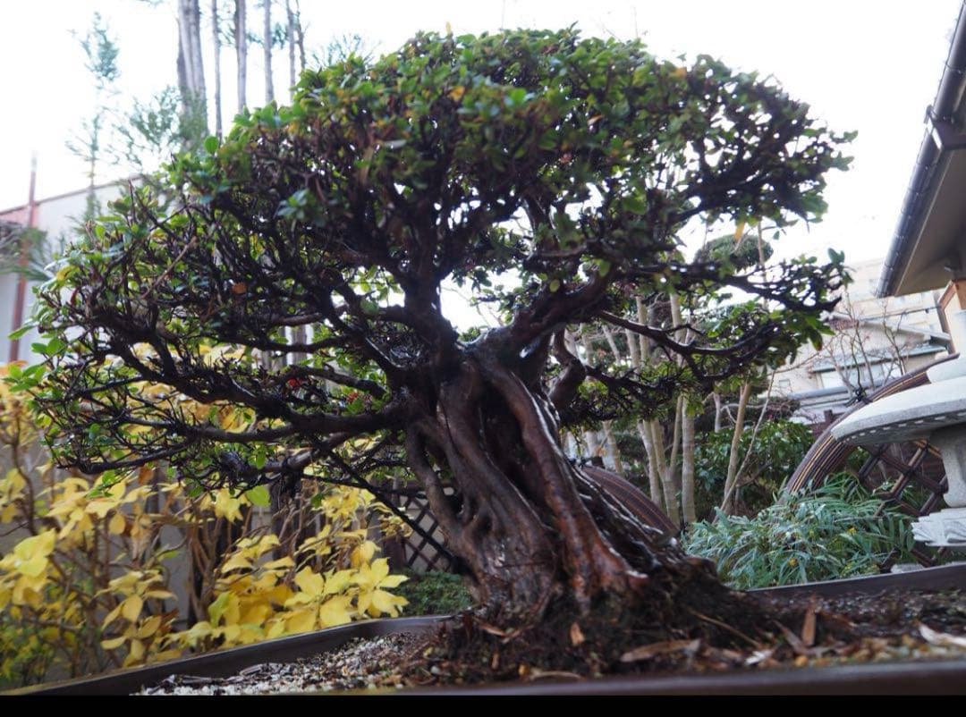 入手困難　盆栽皐月　樹齢60年