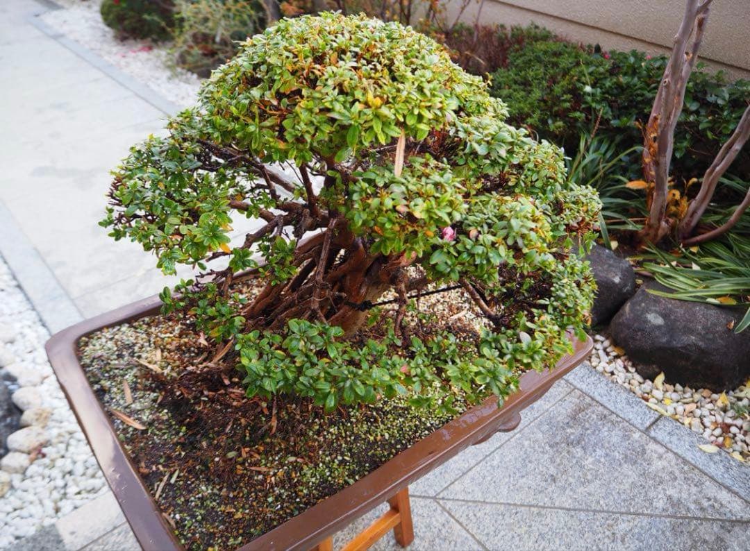 入手困難　盆栽皐月　樹齢60年