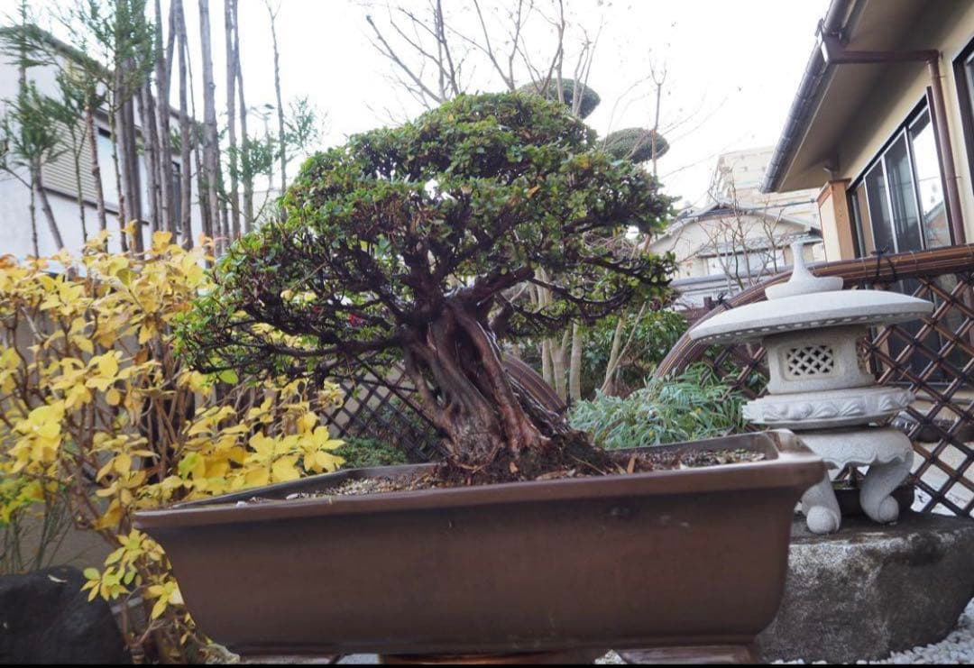 入手困難　盆栽皐月　樹齢60年