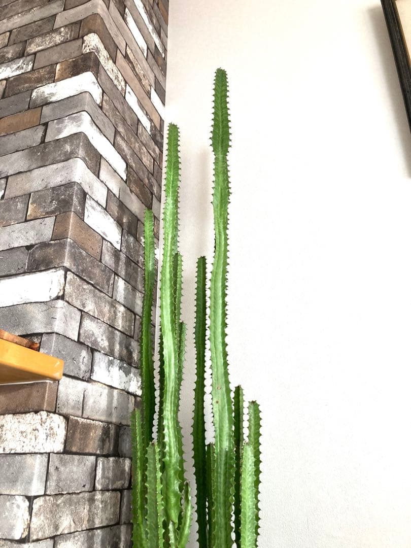 【特大】ユーフォルビア トリゴナ おしゃれ 陶器鉢 観葉植物 多肉植物 手渡し